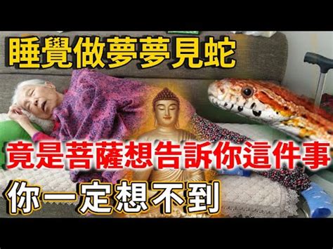 路上看見蛇|【在路上看到蛇代表什麼】天氣熱蛇類狂現蹤！在路上看到蛇代表。